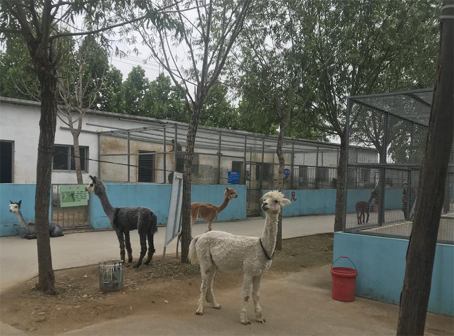 天鵝湖風(fēng)景區(qū)（泰山）速覽！(圖4)