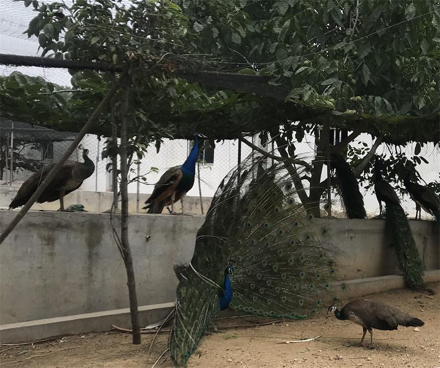 天鵝湖風(fēng)景區(qū)（泰山）速覽！(圖11)