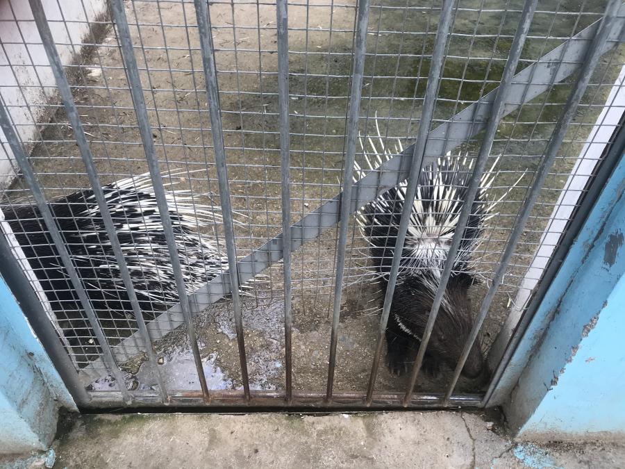 天鵝湖風(fēng)景區(qū)（泰山）速覽！(圖10)