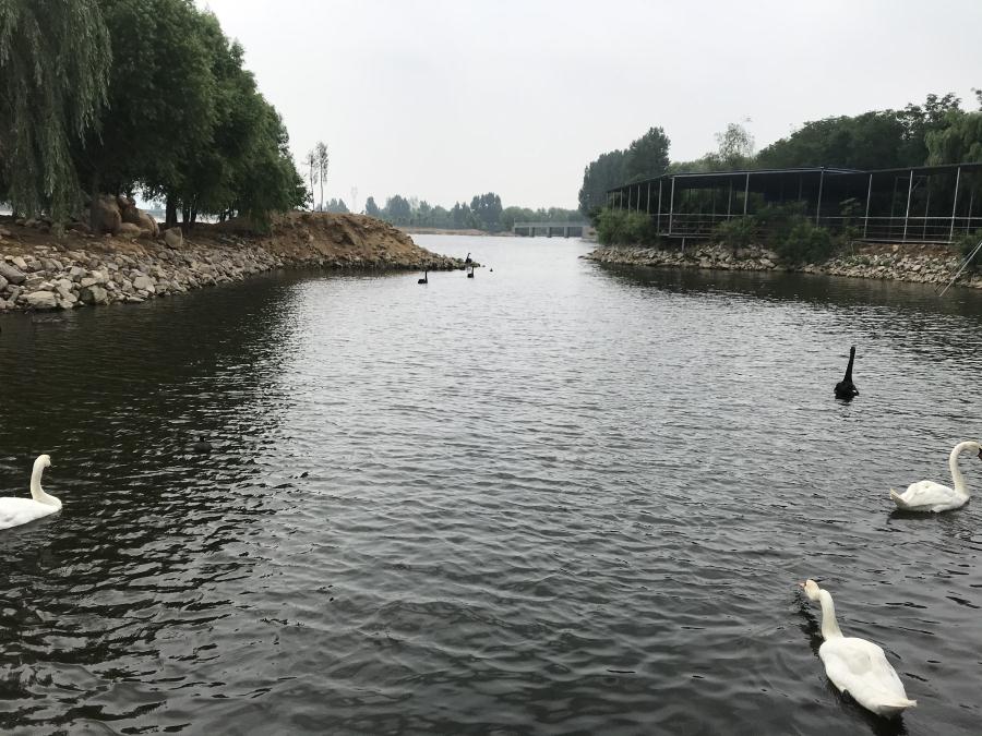 天鵝湖風(fēng)景區(qū)（泰山）速覽！(圖14)