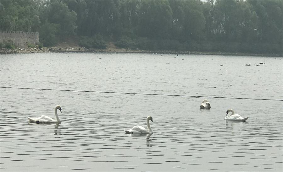 天鵝湖風(fēng)景區(qū)（泰山）速覽！(圖18)