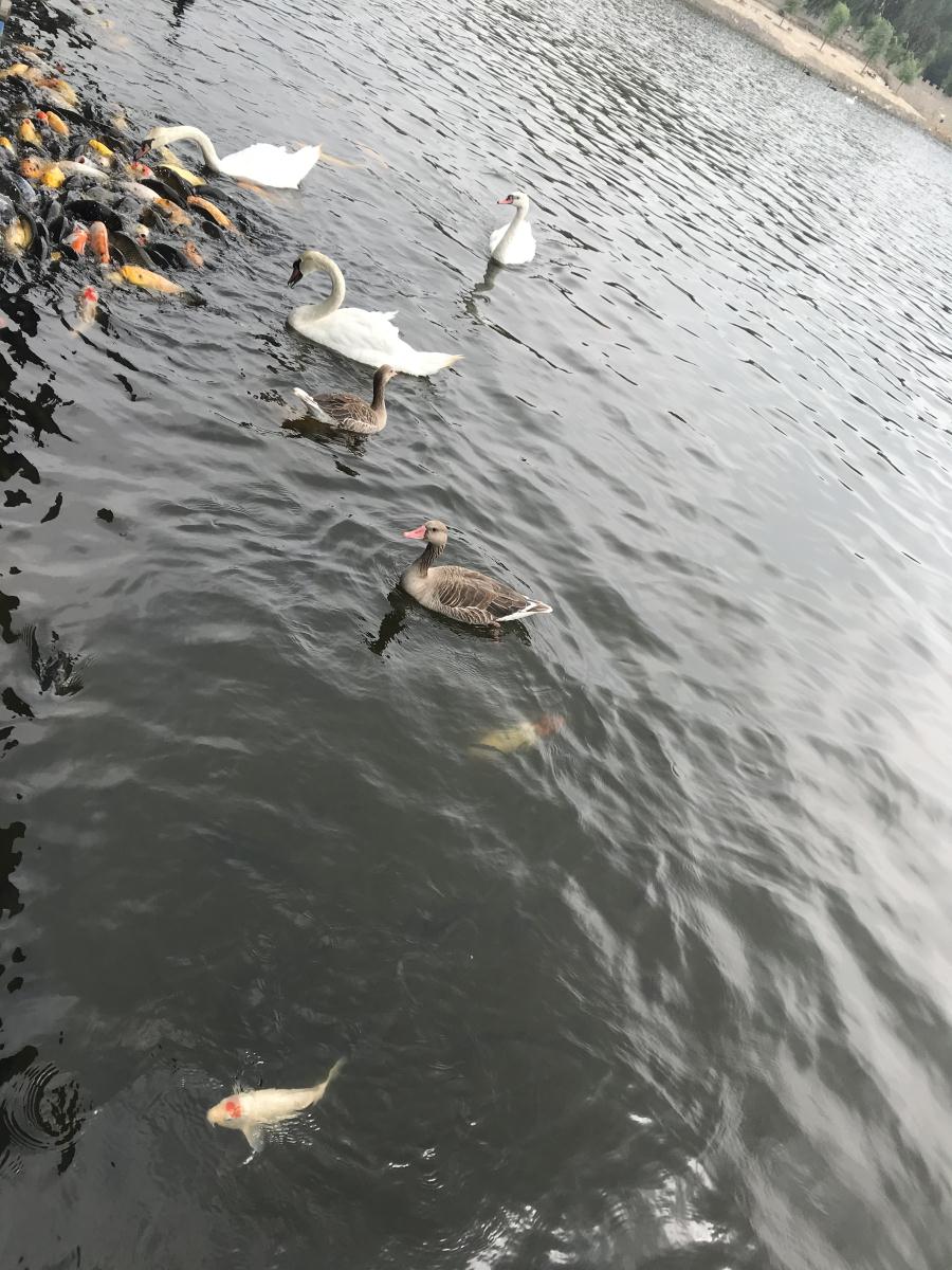 天鵝湖風(fēng)景區(qū)（泰山）速覽！(圖17)